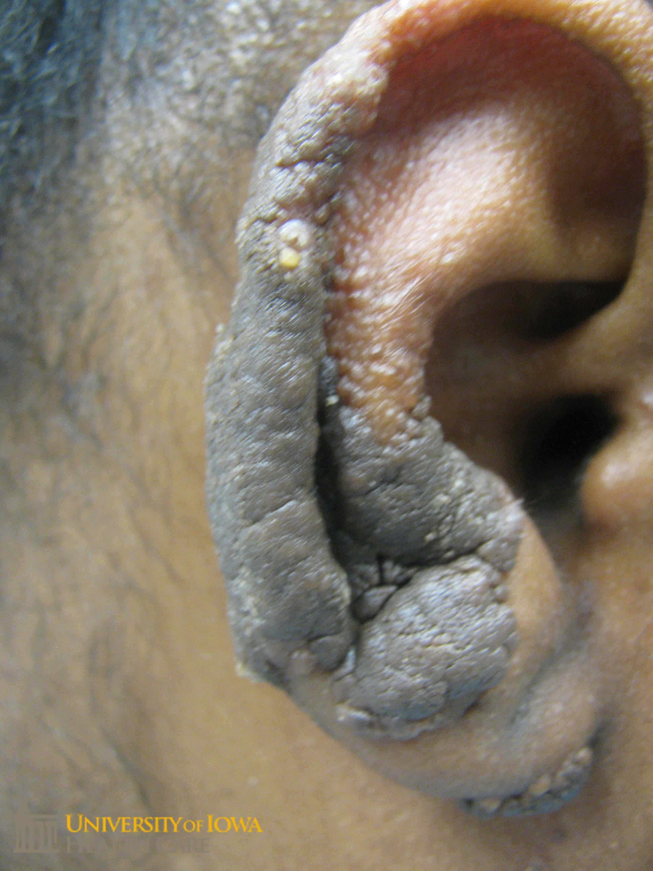 Dark brown, thick verrucous plaque on the ear. (click images for higher resolution).